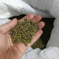 ماش