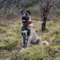 سگ کانگال سرابی پژدر