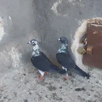 کبوتر|پرنده|تربت‌حیدریه, پائین ولایت|دیوار