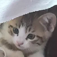 واگذاری بچه گربه ۳ماهه