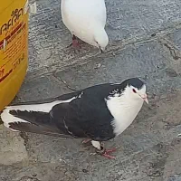 کبوتر خوشگل