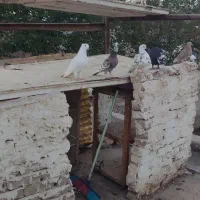 ۶عدد کفتر یه جا فروشی