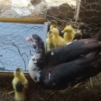 اردک اسرائیلی و جوجه