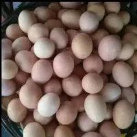 تخم مرغ محلی