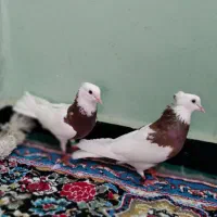 کفتر طوقی