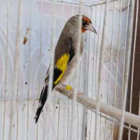 سهره و قناری گلستر