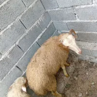 گوسفند نر