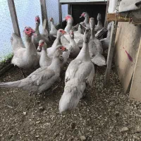 اردک مسکویی نقره ای،بالغ وجوجه
