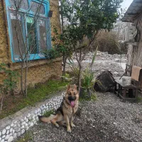 سگ ژرمن اصل شیپر