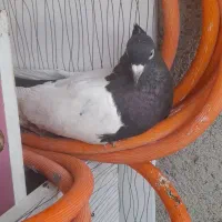 کبوتر سینه