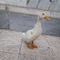 جوجه اردک