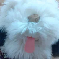 عروسک