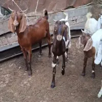 6راس بز سالم وسرحال