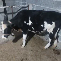 با سلام گوساله سیمینتال کلاچ سن ۸ ماه پیشانی سفید