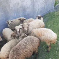 گوسفند|حیوانات مزرعه|لیسار, |دیوار
