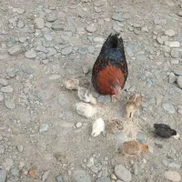 مرغ باجوجه وخروس