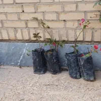 گل کاغذی|گل و گیاه طبیعی|اهواز, کوی مهدیس|دیوار