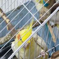 یک جفت سر تخم
