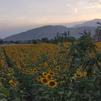 سیمکارت رند(۰۹۹۱۶۶۰۰۰۴۳)