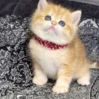 گربه بریتیش گلدny12 پاستیل صورتی