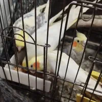 طوطی عروس هلندی جفت