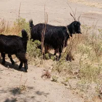 کهره و بز جوان