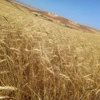 کاه گندم دیم