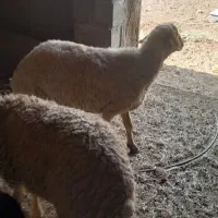گوسفند جهت فروش