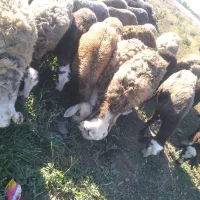 گوسفند دمازدخ جوان