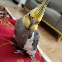 عروس هلندی
