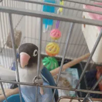 یک جفت طوطی برزیلی فیشر