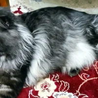 دو رگه مینکون پرشین