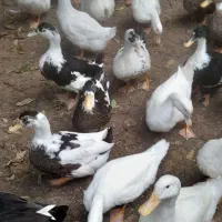 اردک|حیوانات مزرعه|چالوس, |دیوار