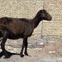 گوسفند شیشک ۵۰ کیلو
