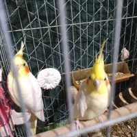 یک جفت عروس هلندی