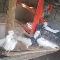 طوقی عروسک