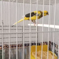 دو عدد قناری  نر و ماده