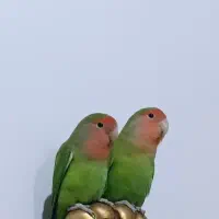 جفت مولد