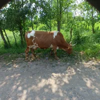 گاو ۱۵ روز مانده به زایمان