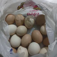 تخم مرغ لاری نطفه دار