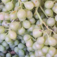غوره درشت آبدار. دشمن زیاری