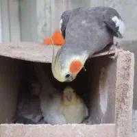 دوجفت عروس هلندی دستی یک جفت با ۲جوجه