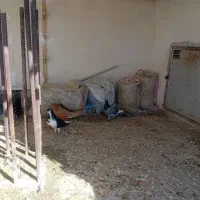 فروش ۷عدد کفتر نر پریده