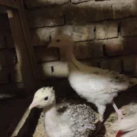 جوجه بوقلمون