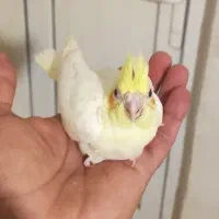 جوجه عروس هلندی