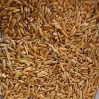 فروش شلتوک نوگرونی درجه 1