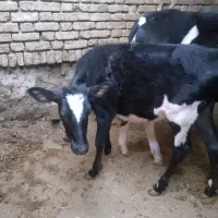گوساله