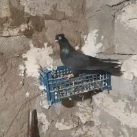 زاغ اوچان اویناق ماده