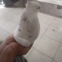 کفتر طوقی|پرنده|نیشابور, ده حلاج|دیوار
