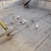 کفتریا پرنده